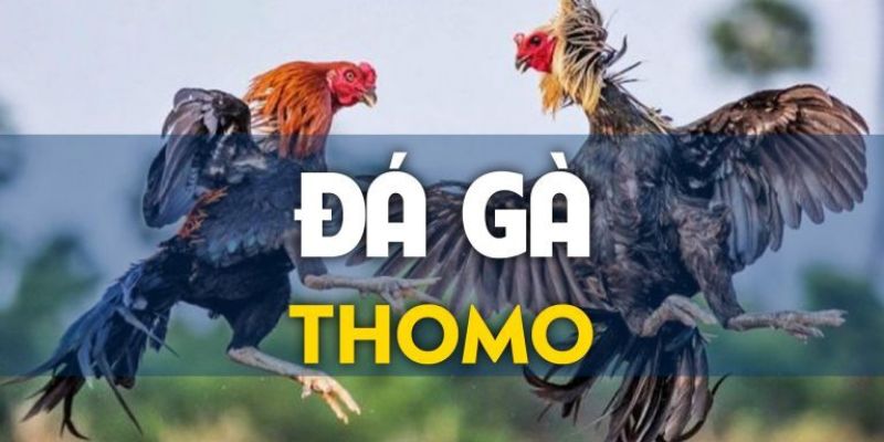 Đá gà Thomo là gì?