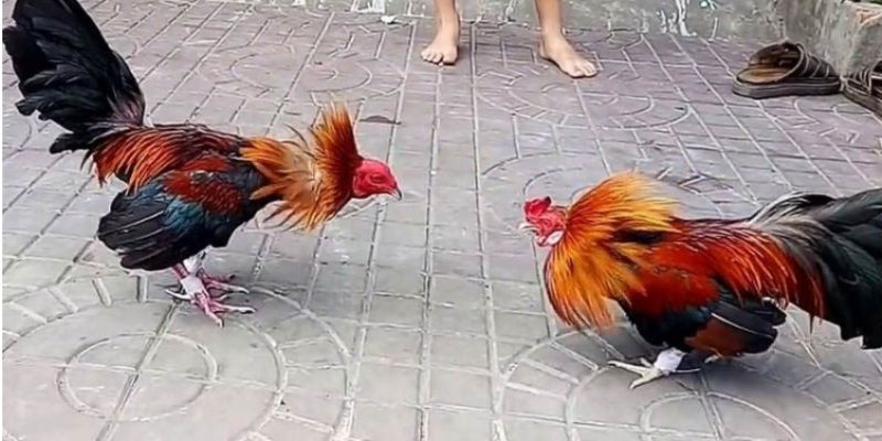 Tại sao cần hiểu rõ luật chơi đá gà Thomo?