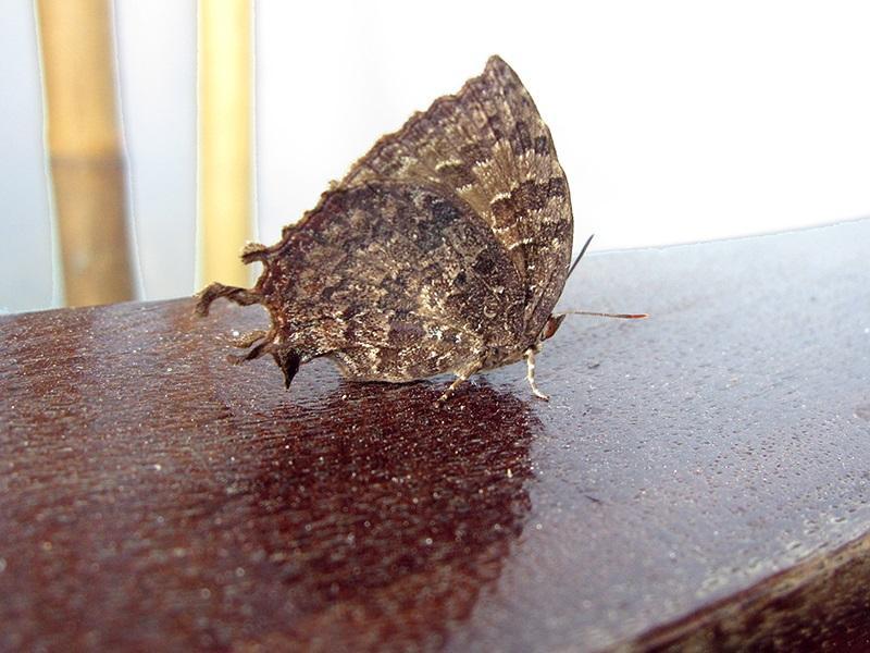 Bướm bay vào nhà mang điềm báo may mắn